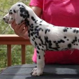 Dalmatians from Monumental Dalmatians
