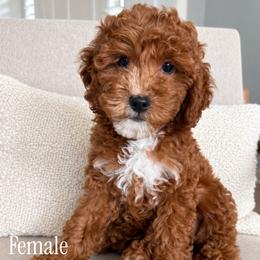 Goldie - Red  female Goldendoodle puppy in San Tan Valley, Arizona from Golden Haven
