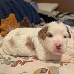 Yellow 'Sunny' - Blenheim female Cavapoo puppy in Newport, North Carolina from Crystal Coast Cavapoodles