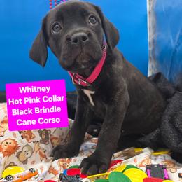 Whitney - Black female Cane Corso puppy in Princeton, Minnesota from God Of War Cane Corso
