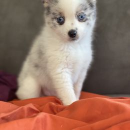 Pomsky Puppies from Pomsky‘s Palace