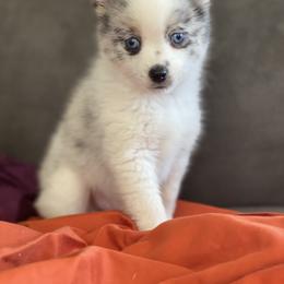Pomsky Puppies from Pomsky‘s Palace