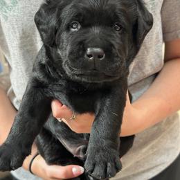 Boy 1 - Black male Labrador Retriever puppy in Traverse City, Michigan from Tripp Labradors