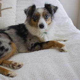 Toy Australian Shepherds from Mikayla Chouinard's Aussies