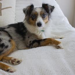 Toy Australian Shepherds from Mikayla Chouinard's Aussies