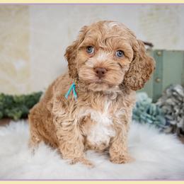 Hammy - Buff male Cockapoo puppy in Connersville, Indiana from Deaz Doodle Ranch