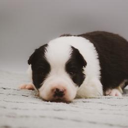 Lenore - Black female Border Collie puppy in Dallas, Texas from Effervescent Border Collies