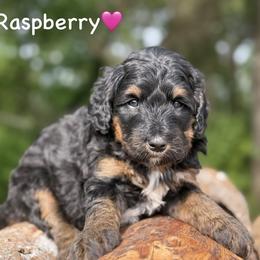 Raspberry - Phantom female Bernedoodle puppy in Lancaster, Minnesota from Richardville Hunde