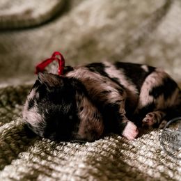 Bordoodle and Labradoodle Puppies from Howdy Doodles