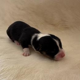 Finnegan - Black and tan male Pembroke Welsh Corgi puppy in Menomonie, Wisconsin from Rocking Ridge Ranch