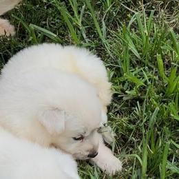 Tundra - White female German Shepherd puppy in Yuba City, California from Barton’s German Shepherds