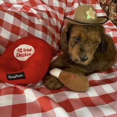 Saint Berdoodle Puppies from R & C's for the Love of Doodles