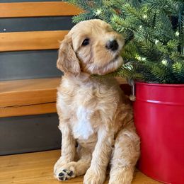 Yellow and white girl - Red female Bernedoodle puppy in Hines, Oregon from Switch Canyon Doodles