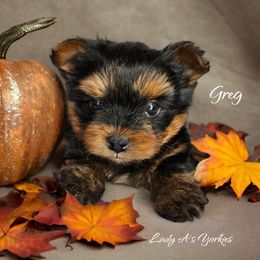 Yorkshire Terrier Puppies from Lady A's Yorkies