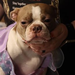 Rosie - Boston Terrier