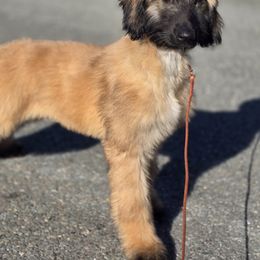 Afghan Hound Puppies from Lenore Light