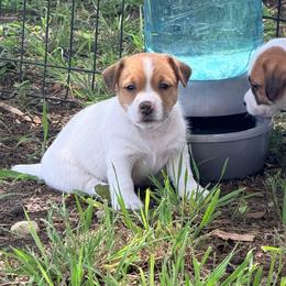 Ramsey - White and tan female Russell Terrier puppy in Valley Mills, Texas from Bar Rafter C Shorty Jacks