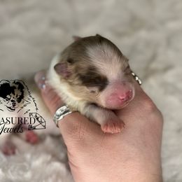 SNOOPY - Chocolate merle male Pomeranian puppy in Willis, Texas from Treasured Jewels Pomeranians