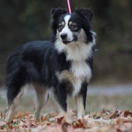 Memphis - Australian Shepherd