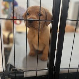 Labrador Retriever Puppies from Mid-Columbia Labradors