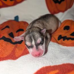 Blaze - Gray and white male Siberian Husky puppy in Amery, Wisconsin from Liberty Siberians