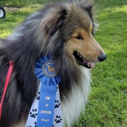 Shetland Sheepdogs from GrapeView Shetland Sheepdogs