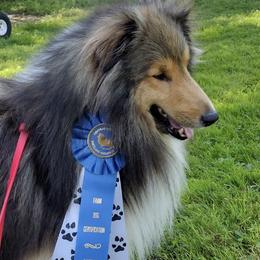 Shetland Sheepdogs from GrapeView Shetland Sheepdogs