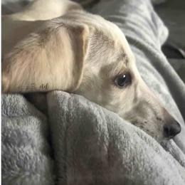Lacy - Dachshund