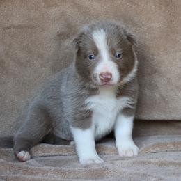 Tino - Lilac male Border Collie puppy in Courtland, Alabama from C Bar C Ranch Border Collies