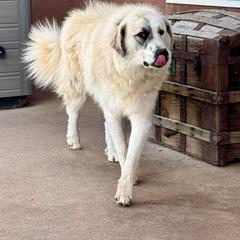 Isla - Colorado Mountain Dog