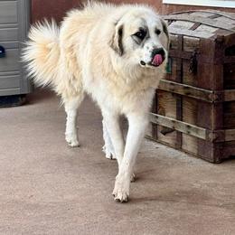 Isla - Colorado Mountain Dog