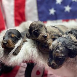 Dachshund Puppies from Hart Dachshunds