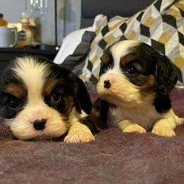 Cavalier King Charles Spaniels from Cavalier King Charles Spaniels
