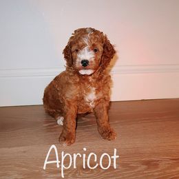 Apricot - Red  male Goldendoodle puppy in Yukon, Oklahoma from 405 Doodle House