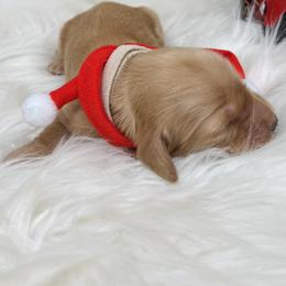 Goldie Cream - Cream female Dachshund puppy in Prescott, Arizona from Dachshund Family Love Breeders