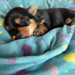 Yorkshire Terrier Puppies from Sharon Gellerman's Yorkshire Terriers