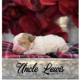 Uncle Lewis - Apricot male Australian Labradoodle puppy in Gladstone, Oregon from Beaver State Labradoodles