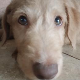 Captain  Jack - Caramel male Labradoodle puppy in Henderson, Nevada from Hills labradoodles