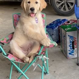 Golden Retriever Puppies from Golden Brick Road Golden Retrievers
