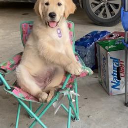 Golden Retriever Puppies from Golden Brick Road Golden Retrievers