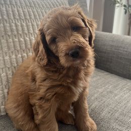 Goldendoodle Puppies from Mini Goldendoodles of New England