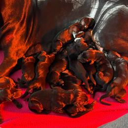 Girl 2 - Black and rust female Doberman Pinscher puppy in Lake City, Florida from Paintedcrazy Doberman Pinchers