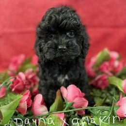 Dayna black G red - Black female Cockapoo puppy in Haines City, Florida from Camic Cockapoos