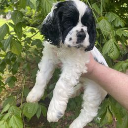 Cocker Spaniel Puppies from Mable meadows Cockers