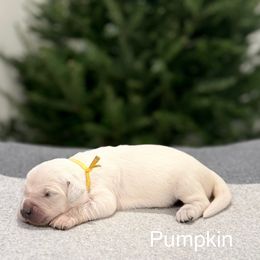 Pumpkin - Light golden female Golden Retriever puppy in Conroe, Texas from Tails of Cypress