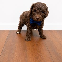 Charlie - Brown male Poodle puppy in Nacogdoches, Texas from Nacadoodles