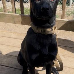 Dutch Shepherd puppies from Maine Working Dogs