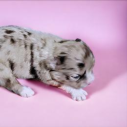 Chihuahua Puppies from Petite Pups LLC