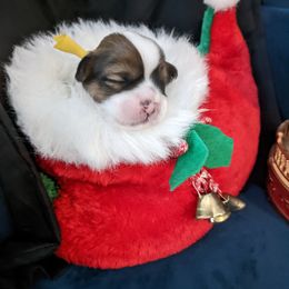 Lhasa Apso Puppies from Robin's Lhasa Apsos