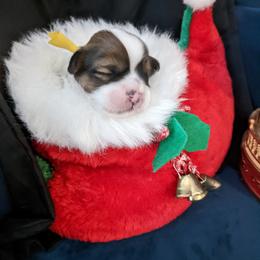 Lhasa Apso Puppies from Robin's Lhasa Apsos